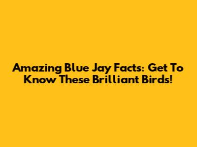 Amazing Blue Jay Facts: Get To Know These Brilliant Birds!