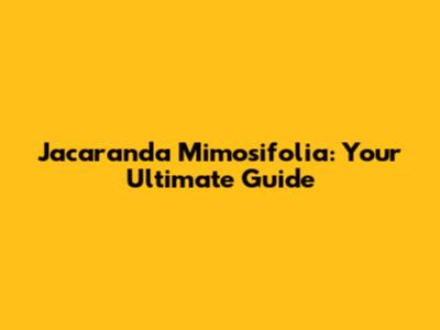 Jacaranda Mimosifolia: Your Ultimate Guide
