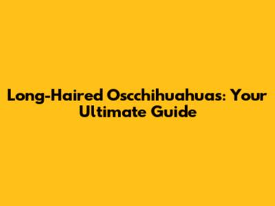 Long-Haired Oscchihuahuas: Your Ultimate Guide