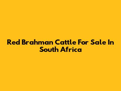 Red Brahman Cattle For Sale In South Africa