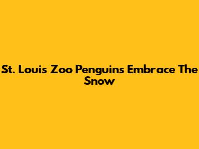 St. Louis Zoo Penguins Embrace The Snow
