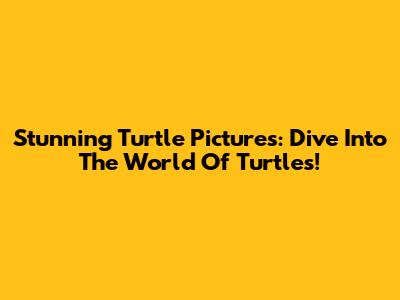 Stunning Turtle Pictures: Dive Into The World Of Turtles!